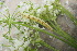  (Eupithecia cf. satyrata - CJSI23092)  @11 [ ] by-nc-sa (2023) J. Schmid Unspecified
