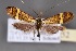  (Nemophora cf. degeerella - CJSI24052)  @11 [ ] by-nc-sa (2024) J. Schmid Unspecified