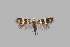  (Cauchas cf. tridesma - CJSI24076)  @11 [ ] by-nc-sa (2024) R. Bryner Unspecified