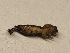  (Euphyia cf. biangulata - CJSI24082)  @11 [ ] by-nc-sa (2024) S. Birrer Unspecified