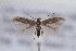  ( - CJSI 21024)  @11 [ ] by-nc-sa (2021) J. Schmid Unspecified