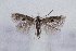  ( - CJSI 21025)  @11 [ ] by-nc-sa (2021) J. Schmid Unspecified
