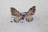  (Eupithecia cf. ochridata - CJSI 21079)  @11 [ ] by-nc-sa (2021) J. Schmid Unspecified