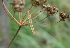  (Eupithecia cf. selinata - CJSI 21085)  @11 [ ] by-nc-sa (2021) S. Birrer Unspecified