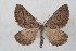  (Scotopteryx cf. mucronata - CJSI 21087)  @11 [ ] by-nc-sa (2021) S. Birrer Unspecified