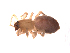  ( - BIOUG00635-B07)  @12 [ ] CC-0  G. Blagoev 2011 Unspecified