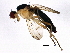  (Cordilura glabra - BIOUG01604-E08)  @14 [ ] CreativeCommons - Attribution (2012) CBG Photography Group Centre for Biodiversity Genomics