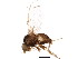  (Aulagromyza - BIOUG01610-D06)  @14 [ ] CreativeCommons - Attribution (2012) CBG Photography Group Centre for Biodiversity Genomics
