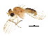  ( - BIOUG01632-D06)  @13 [ ] CreativeCommons - Attribution (2012) CBG Photography Group Centre for Biodiversity Genomics