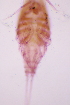  ( - CCDB-31231.A02)  @11 [ ] CreativeCommons  Attribution Non-Commercial Share-Alike  Jessica Schultz Centre for Biodiversity Genomics