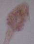  ( - CCDB-31231.A10)  @11 [ ] CreativeCommons  Attribution Non-Commercial Share-Alike  Jessica Schultz Centre for Biodiversity Genomics