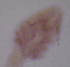  ( - CCDB-31231.A10)  @11 [ ] CreativeCommons  Attribution Non-Commercial Share-Alike  Jessica Schultz Centre for Biodiversity Genomics