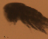  ( - CCDB-31231.D05)  @11 [ ] CreativeCommons  Attribution Non-Commercial Share-Alike  Jessica Schultz Centre for Biodiversity Genomics