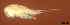  ( - CCDB-31231.D05)  @11 [ ] CreativeCommons  Attribution Non-Commercial Share-Alike  Jessica Schultz Centre for Biodiversity Genomics