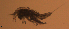  ( - CCDB-31231.F12)  @11 [ ] CreativeCommons  Attribution Non-Commercial Share-Alike  Jessica Schultz Centre for Biodiversity Genomics