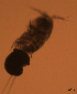  ( - CCDB-31231.H01)  @11 [ ] CreativeCommons  Attribution Non-Commercial Share-Alike  Jessica Schultz Centre for Biodiversity Genomics