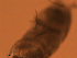  ( - CCDB-31231.H01)  @11 [ ] CreativeCommons  Attribution Non-Commercial Share-Alike  Jessica Schultz Centre for Biodiversity Genomics