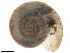  ( - BIOUG38101-H10)  @11 [ ] CreativeCommons - Attribution (2020) CBG Photography Group Centre for Biodiversity Genomics