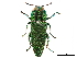  ( - BIOUG44550-A05)  @11 [ ] CreativeCommons - Attribution (2018) CBG Photography Group Centre for Biodiversity Genomics