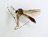  ( - TSZD-JKJ-102065)  @12 [ ] CreativeCommons - Attribution Non-Commercial Share-Alike (2016) Unspecified Tromsø University Museum