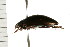  ( - CHU-MXC-017)  @13 [ ] CreativeCommons - Attribution (2009) Unspecified Centre for Biodiversity Genomics