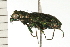  ( - CHU-MXC-087)  @13 [ ] CreativeCommons - Attribution (2009) Unspecified Centre for Biodiversity Genomics