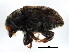  ( - BIOUG00874-F11)  @12 [ ] CreativeCommons - Attribution (2011) CBG Photography Group Centre for Biodiversity Genomics