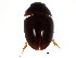  (Acylomus ergoti - BIOUG00971-C05)  @14 [ ] CreativeCommons - Attribution (2011) CBG Photography Group Centre for Biodiversity Genomics