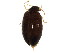  (Herthania obscura - BIOUG00971-F10)  @14 [ ] CreativeCommons - Attribution (2011) CBG Photography Group Centre for Biodiversity Genomics
