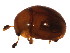  (Isoplastus - BIOUG00971-G07)  @14 [ ] CreativeCommons - Attribution (2011) CBG Photography Group Centre for Biodiversity Genomics