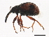  ( - BIOUG00972-A04)  @13 [ ] CreativeCommons - Attribution (2011) CBG Photography Group Centre for Biodiversity Genomics