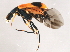  ( - BIOUG00990-A12)  @12 [ ] CreativeCommons - Attribution (2011) CBG Photography Group Centre for Biodiversity Genomics