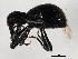  ( - BIOUG00990-G06)  @13 [ ] CreativeCommons - Attribution (2011) CBG Photography Group Centre for Biodiversity Genomics