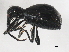  (Myrmex chevrolatii - BIOUG00990-H08)  @14 [ ] CreativeCommons - Attribution (2011) CBG Photography Group Centre for Biodiversity Genomics