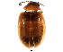  ( - BIOUG00993-D12)  @15 [ ] CreativeCommons - Attribution (2011) CBG Photography Group Centre for Biodiversity Genomics
