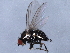  ( - 10JSROW-0012)  @13 [ ] CreativeCommons - Attribution (2010) CBG Photography Group Centre for Biodiversity Genomics