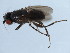  ( - 10JSROW-0152)  @13 [ ] CreativeCommons - Attribution (2010) CBG Photography Group Centre for Biodiversity Genomics
