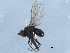  (Hydrellia albilabris - 10JSROW-0178)  @13 [ ] CreativeCommons - Attribution (2010) CBG Photography Group Centre for Biodiversity Genomics
