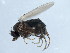  ( - 10JSROW-0185)  @12 [ ] CreativeCommons - Attribution (2010) CBG Photography Group Centre for Biodiversity Genomics