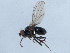  ( - 10JSROW-0204)  @13 [ ] CreativeCommons - Attribution (2010) CBG Photography Group Centre for Biodiversity Genomics