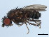  (Rachispoda cf. cryptica - 10JSROW-0225)  @13 [ ] CreativeCommons - Attribution (2010) CBG Photography Group Centre for Biodiversity Genomics