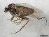  ( - 10JSROW-0130)  @13 [ ] CreativeCommons - Attribution (2010) CBG Photography Group Centre for Biodiversity Genomics