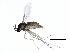  ( - 10JSROW-0344)  @13 [ ] CreativeCommons - Attribution (2010) CBG Photography Group Centre for Biodiversity Genomics