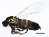 ( - 10JSROW-0426)  @13 [ ] CreativeCommons - Attribution (2010) CBG Photography Group Centre for Biodiversity Genomics