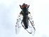  ( - 10JSROW-0487)  @12 [ ] CreativeCommons - Attribution (2010) CBG Photography Group Centre for Biodiversity Genomics
