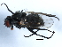  ( - 10JSROW-0507)  @13 [ ] CreativeCommons - Attribution (2010) CBG Photography Group Centre for Biodiversity Genomics