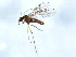  ( - 10JSROW-0525)  @13 [ ] CreativeCommons - Attribution (2010) CBG Photography Group Centre for Biodiversity Genomics