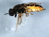  ( - 10JSROW-0529)  @12 [ ] CreativeCommons - Attribution (2010) CBG Photography Group Centre for Biodiversity Genomics