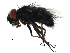  ( - 10JSROW-0557)  @13 [ ] CreativeCommons - Attribution (2010) CBG Photography Group Centre for Biodiversity Genomics