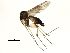 (Phronia sp. CJB10 - 10JSROW-0619)  @14 [ ] CreativeCommons - Attribution (2010) CBG Photography Group Centre for Biodiversity Genomics